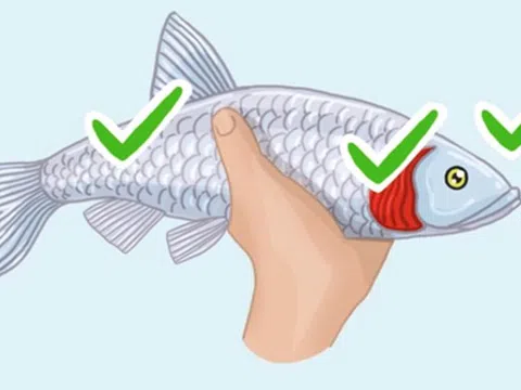 Cách nhận biết và phân biệt cá tươi ngon với cá ươn hay cá nhiễm hóa chất